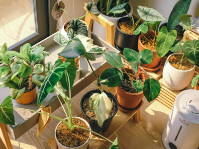 Mệnh Hỏa hợp cây gì? 10+ cây để bàn hợp phong thủy