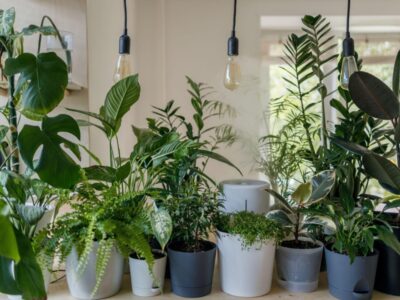 Mệnh Kim hợp cây gì? 10+ loại cây hợp mệnh Kim hút tài lộc