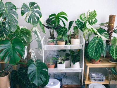 Mệnh Mộc hợp cây gì? 10+ cây hợp mệnh mộc hút may mắn