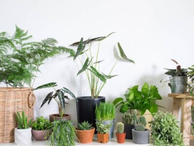 Mệnh Thổ hợp cây gì? 10+ cây để bàn thu hút may mắn